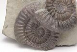 Ammonite (Arnioceras) Cluster - England #206482-1